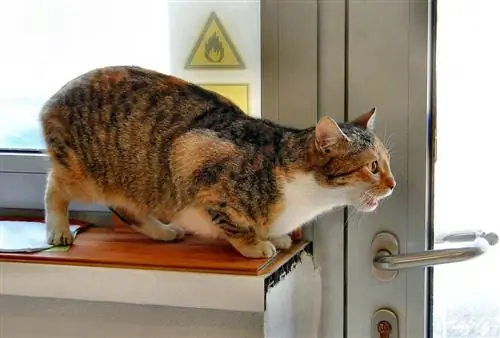 Gato en celo. Gato atigrado de tres colores de guardia sentado en el alféizar de la ventana