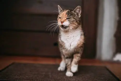 viejo gato maúlla frente a la puerta