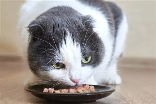 gatto che mangia cibo per gatti semi umido