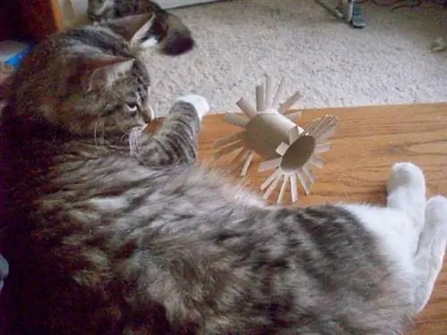 Jouet pour chat bricolage utilisant un tube de papier toilette