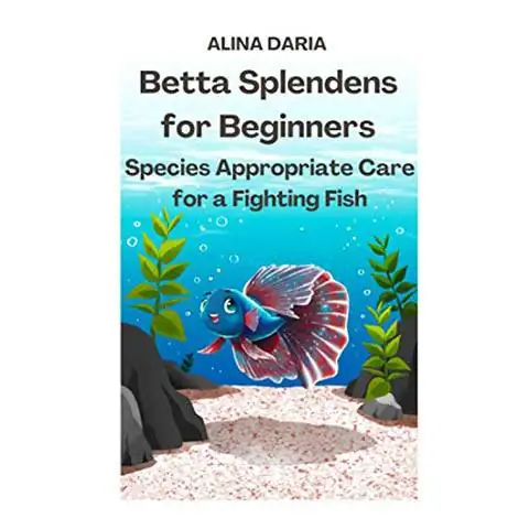 Betta Splendens pour les débutants – Soins appropriés aux espèces pour un poisson combattant