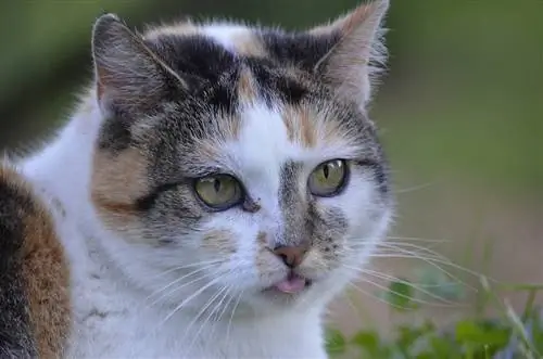 yakın çekim nefes nefese kedi