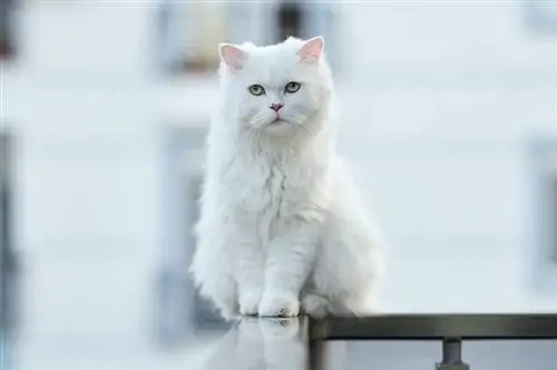 gatto bianco sul balcone