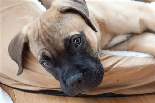 Bullmastiff