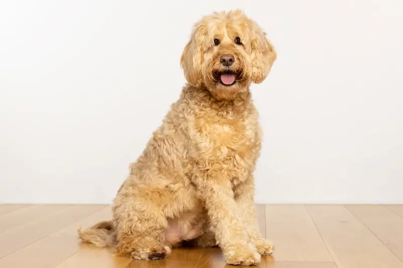 engelska goldendoodle hund sitter på trägolv