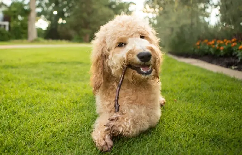 Goldendoodle šteniatko žuva vonku palicu