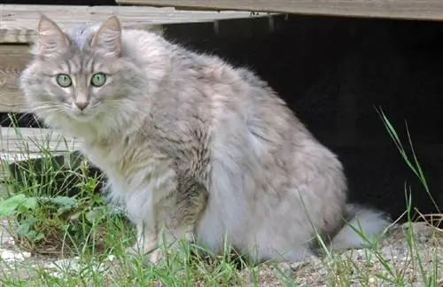 angora turki berwarna biru krim