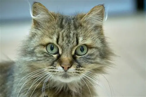 tabby turkish angora