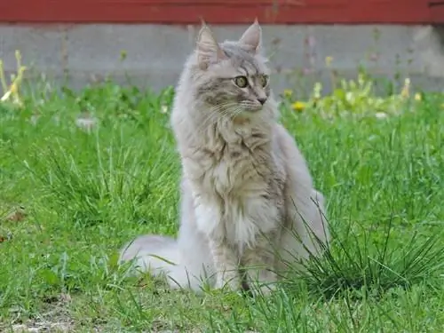 angora Turki tabby perak di rumput