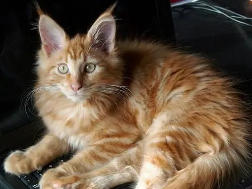 gatto tabby maine coon sul divano