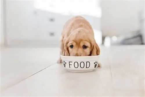 puppy eating