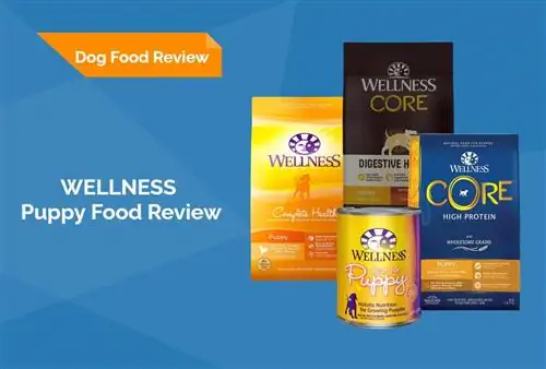 Wellness Puppy Food Review 2023: Muistutukset, plussat & Miinukset