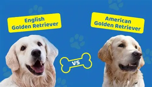 Golden Retriever inglês x americano: qual a diferença?