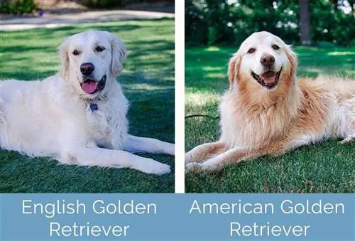 İngiliz Golden Retriever vs Amerikan Golden Retriever yan yana