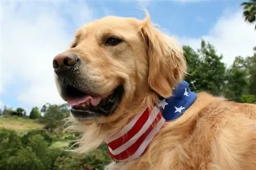 amerikan golden retriever