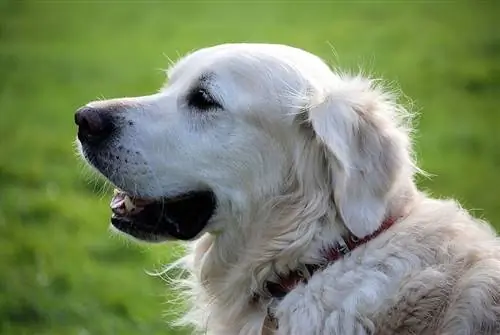 ingilizce golden retriever