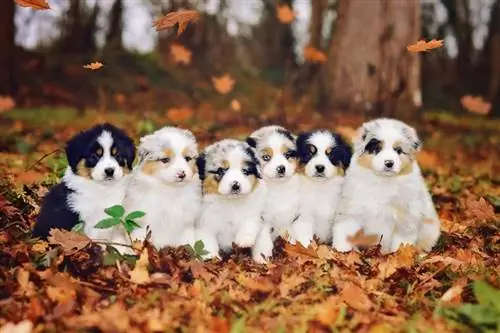 Australian shepherd valpar utanför