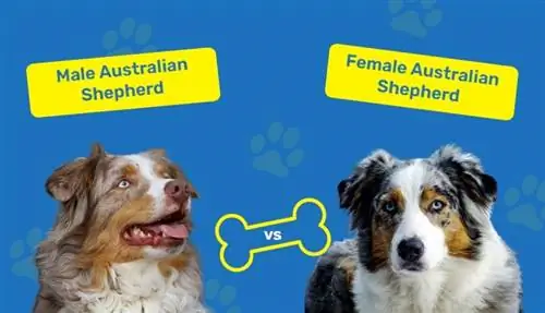 Txiv neej vs Poj Niam Australian Shepherds: Qhov txawv yog dab tsi? (Nrog cov duab)