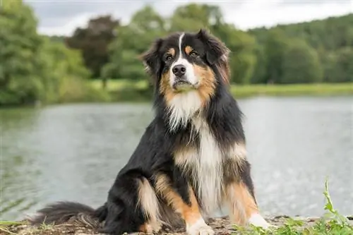 autralisk herde på flodstranden