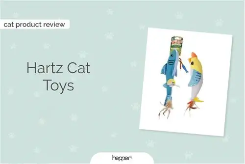 Hartz Cat Toys Review 2023: UKK, plussat, miinukset ja tuomio