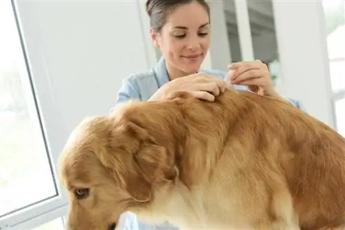 tratamiento de pulgas para perros