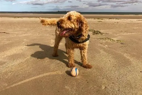 100+ Cockapoo-name: idees vir donsige & Speelse honde