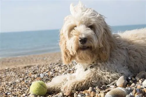 Cockapoo rasgids