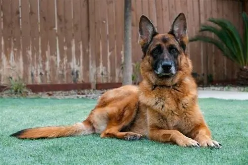 asong German shepherd