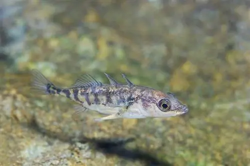 ሶስት የተፈተለ stickleback