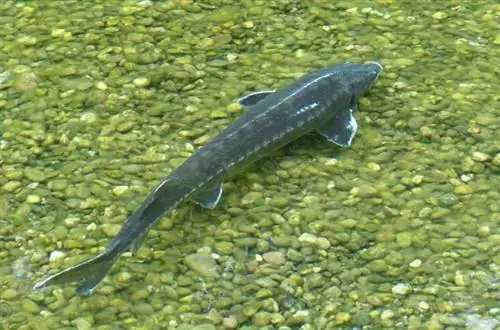 Ikan Sterlet