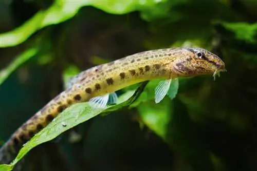 hava fırlanan loach