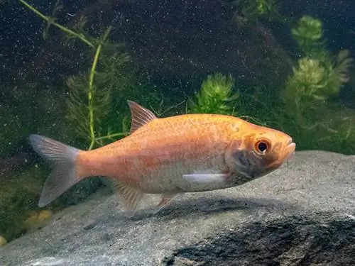 Golden Rudd di dalam tangki