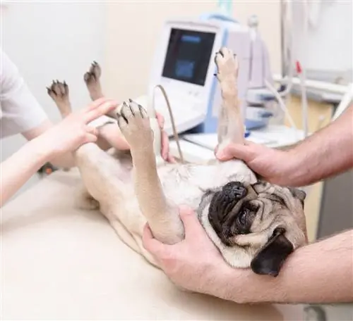 ultrassom pug