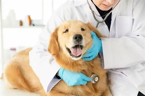 close-up do veterinário examinando o cão com estetoscópio