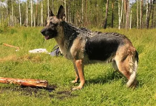 Schæferhund