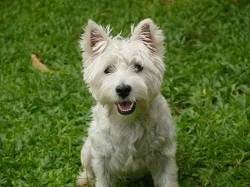 Terrier des Highlands de l'Ouest