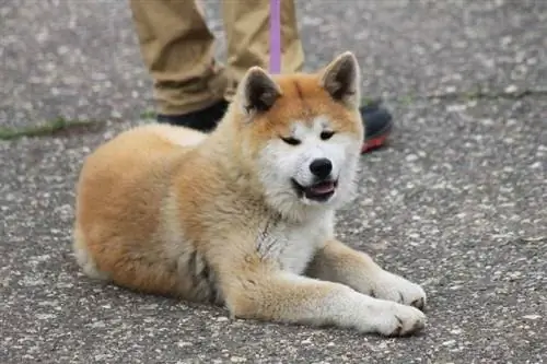 Akita hund