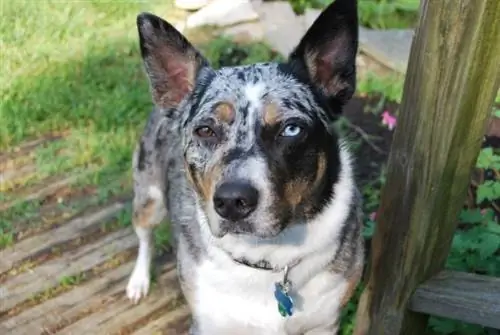 Chien de bétail australien