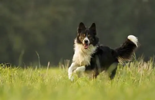 Chien de berger