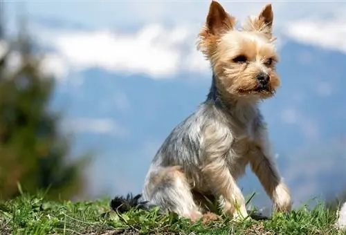 Yorkshire Terrier