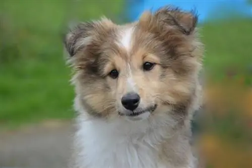 Shetland Sheepdog