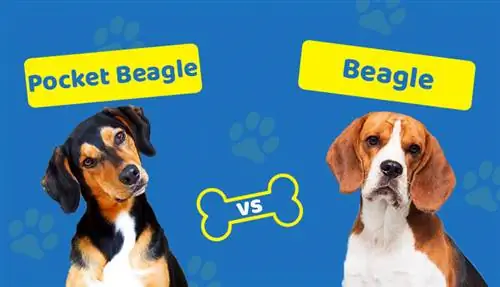 Pocket Beagle vs Beagle. Ո՞րն է տարբերությունը: