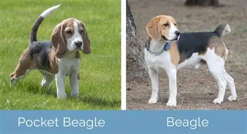 Pocket Beagle vs Beagle unul lângă altul