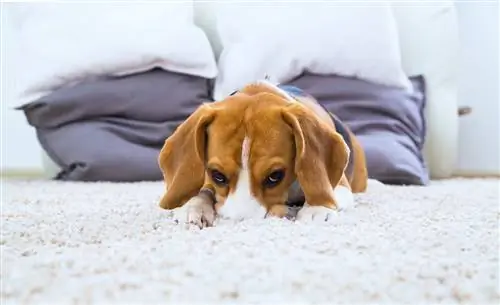 beagle sur le tapis