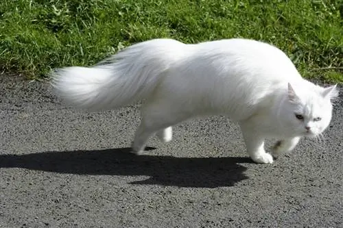 puting pusa na tumatakbong patagilid