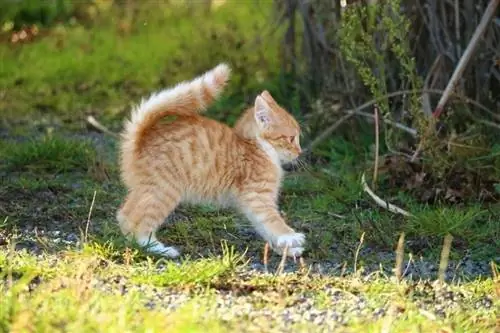 anak kucing bermain di luar rumah