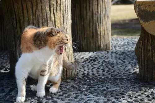 Wütende Katze zischt