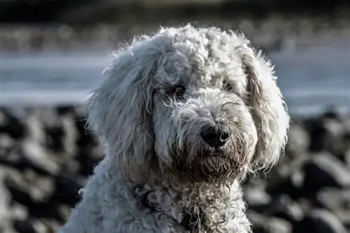 Caniche de joguina blanc jugant a l'exterior