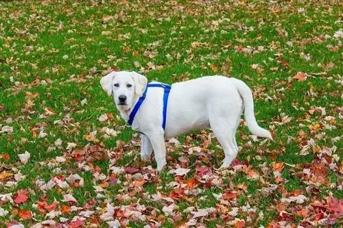 labrador putih