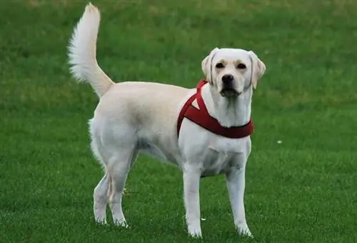 amerykański labrador